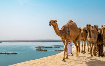 Camels at the Al Ahsa Oasis