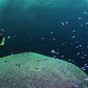 Tobago largest coral