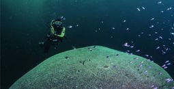 Tobago largest coral