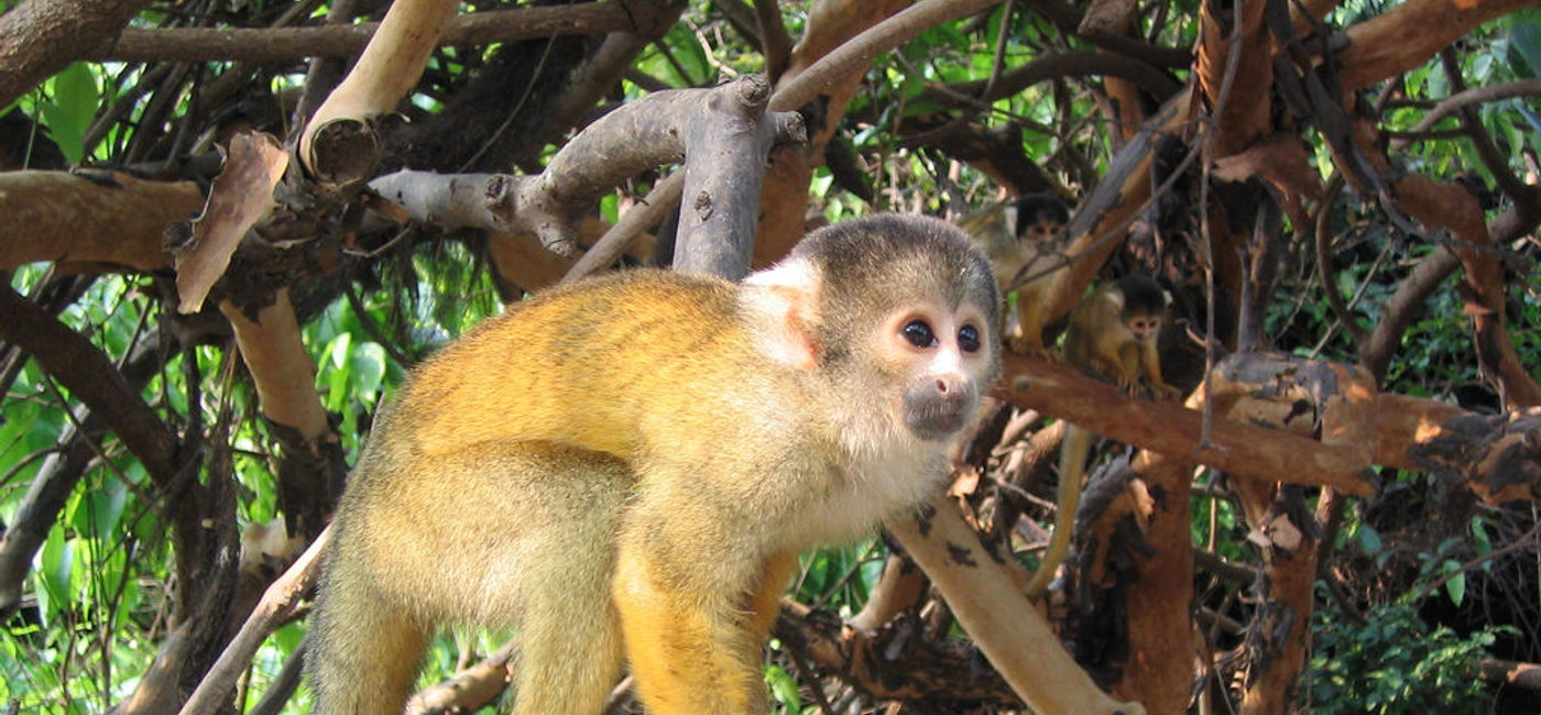 Image: PHOTO: A Squirrel monkey in the Amazon. (Photo via Flickr/Phil Whitehouse)