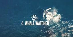 Be A Whale Watcher - GO DOMINICAN REPUBLIC