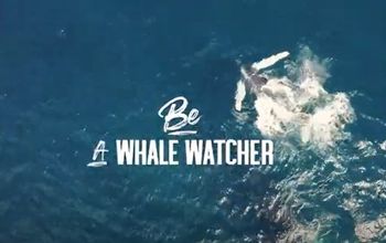 Be A Whale Watcher - GO DOMINICAN REPUBLIC