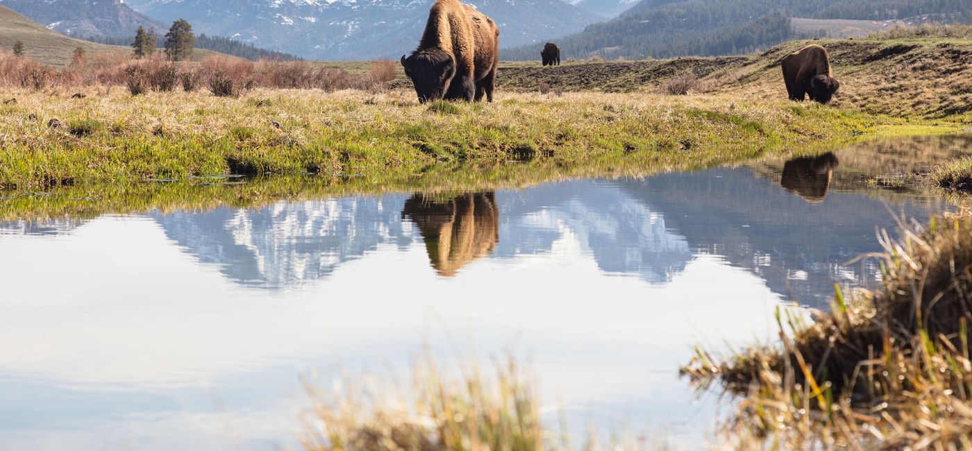 Yellowstone National Park Partially Reopening With Interim Visitor Access  Plan