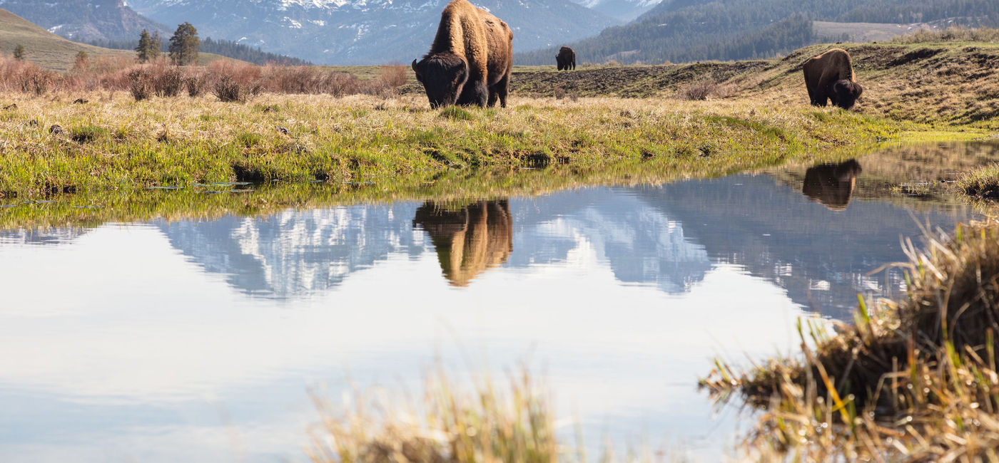 Image: U.S. National Park vacations are a popular choice among travelers for 2020. Pictured, Yellowstone's Lamar Valley. Photo courtesy of Abercrombie & Kent/Jacob W Frank (Abercrombie & Kent/Jacob W Frank)