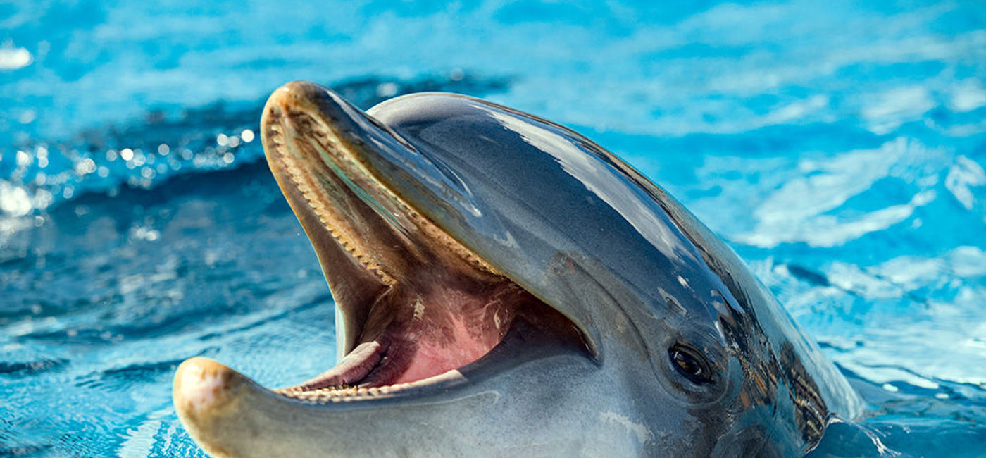 Image: PHOTO: Dolphin saying hi. (photo courtesy of Thinkstock)