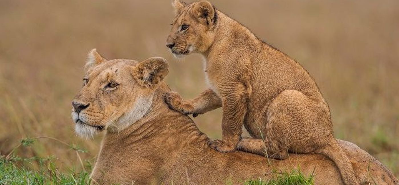Image: PHOTO: Lions spotted during a safari in Kenya. (photo courtesy of Kenya Tourism Board)