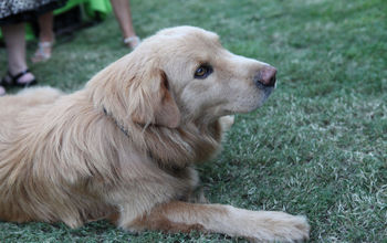 Terrance the Dog