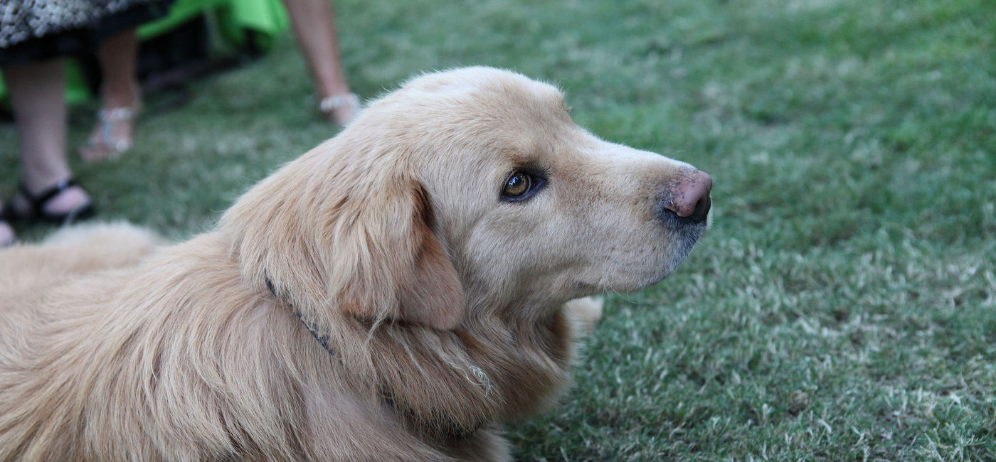 Image: PHOTO: Terrance the Dog. (photo via Flickr/Sam Howzit)