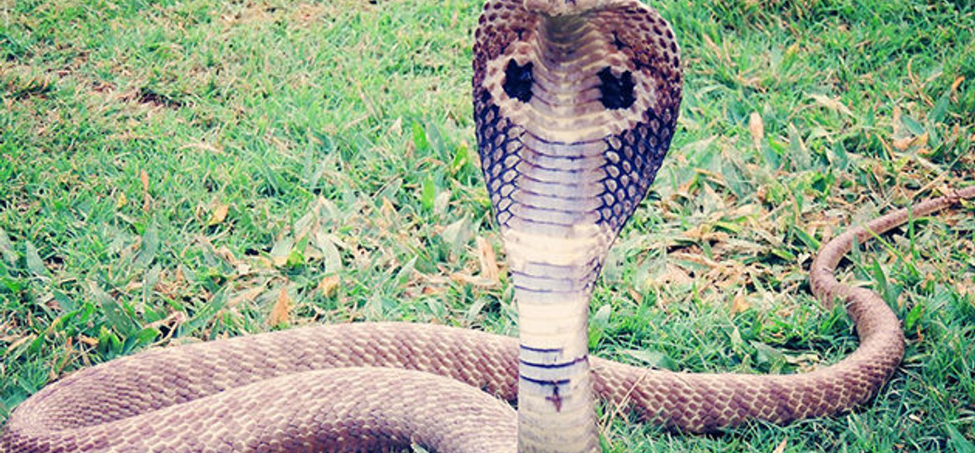Image: PHOTO: King cobra. (photo via Pixabay/antriksh)