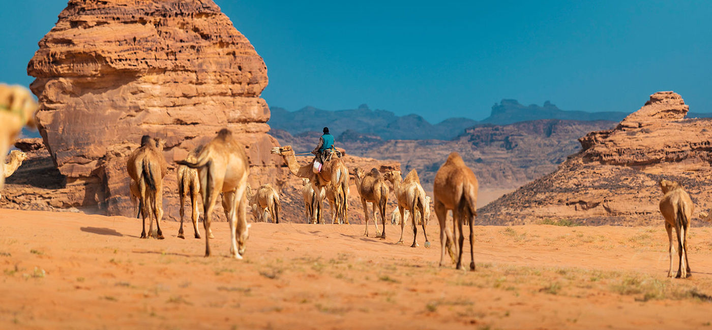 Image: Camels in AlUla (photo courtesy Saudi Tourism Authority)