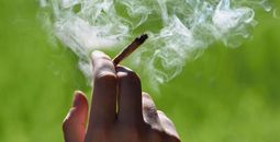Marijuana joint in the hand