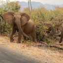 Elephants in Kruger National Park