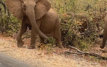 Elephants in Kruger National Park