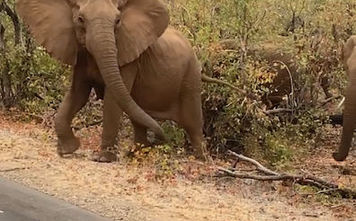 Elephants in Kruger National Park