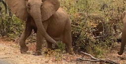 Elephants in Kruger National Park