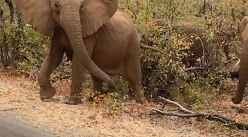 Elephants in Kruger National Park