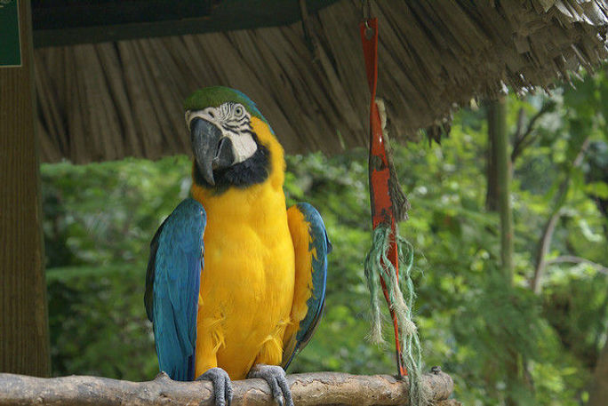 Ardastra Gardens, Bahamas Ardastra Gardens, Bahamas
