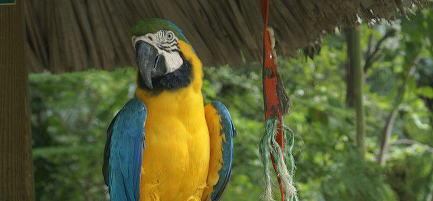 Image: PHOTO: Check out this colorful guy and more at Ardastra Gardens in the Bahamas. (Courtesy Flickr/Charles Pluta) 