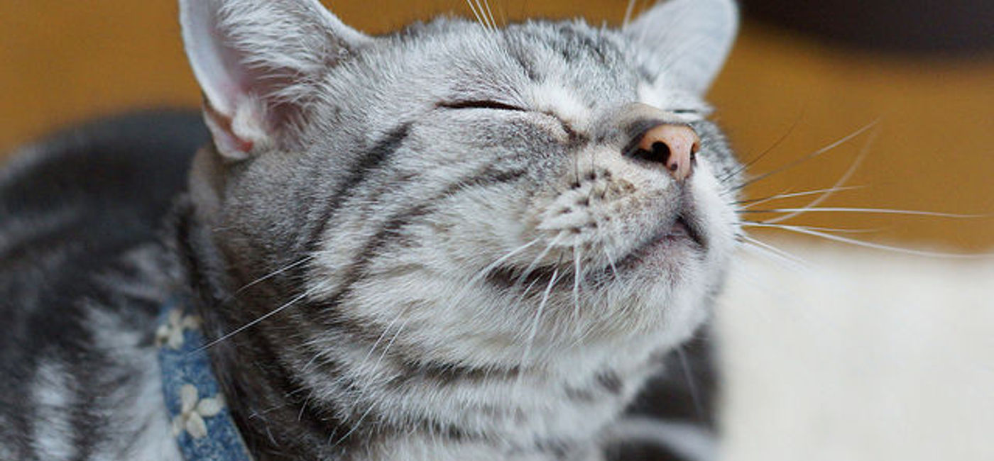 Image: PHOTO: Only the finest cats stay at this five-star cat resort. (Photo via Flickr/k-nekoTR)