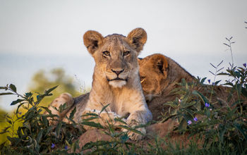 Lions, Dulini Game Reserve, South Africa, safari, wildlife