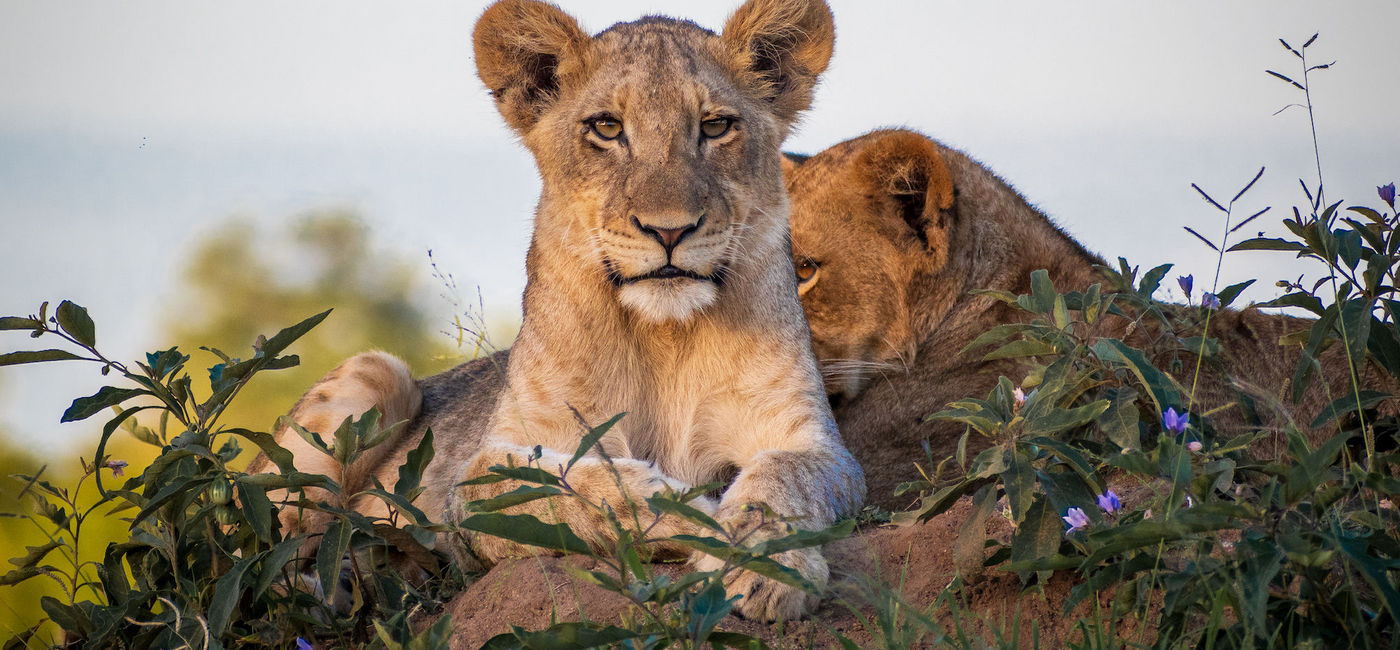 Image: Lions at Dulini Game Reserve, South Africa. (photo via African Travel Inc./credit: Neil Jennings)
