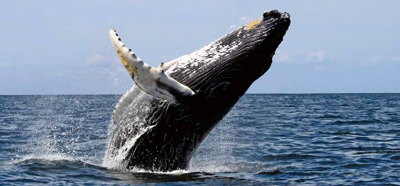 Image: Prime Time in Panama for whale watching! (Courtesy of Panama Tourism Authority) (Photo Credit: Visit Panama - Panama Tourism Authority)