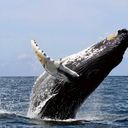 Prime Time in Panama for whale watching!