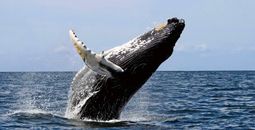 Prime Time in Panama for whale watching!