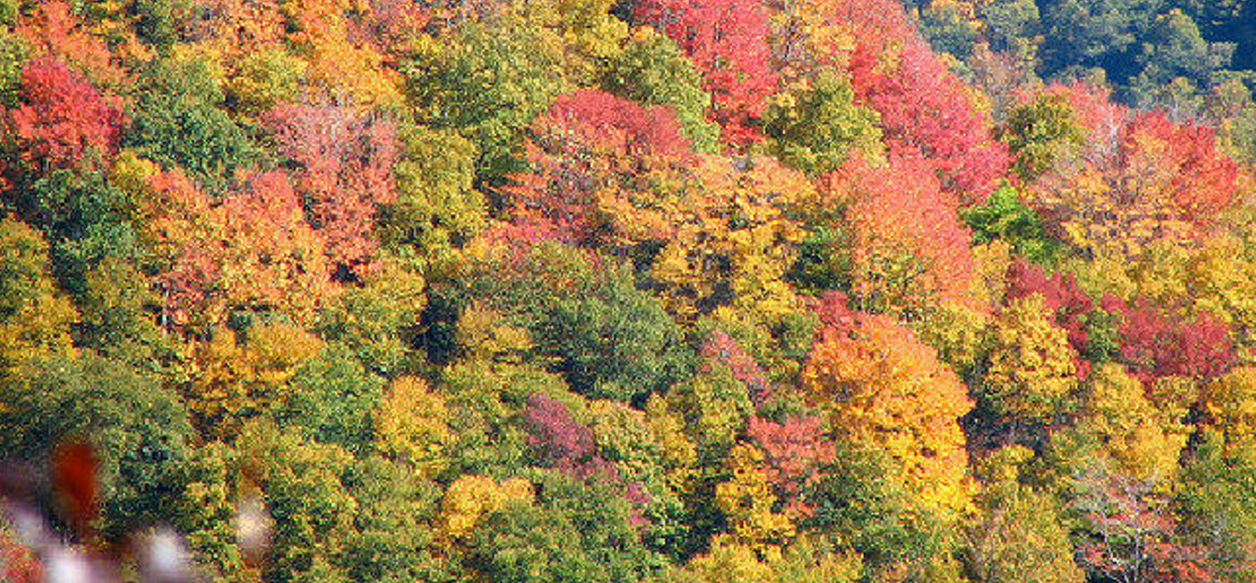 Image: PHOTO: Fall foliage in Tennessee's Smoky Mountains. (photo via Flickr/CHeitz)