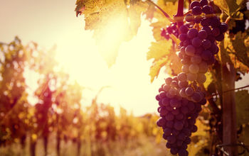 grapes vineyard