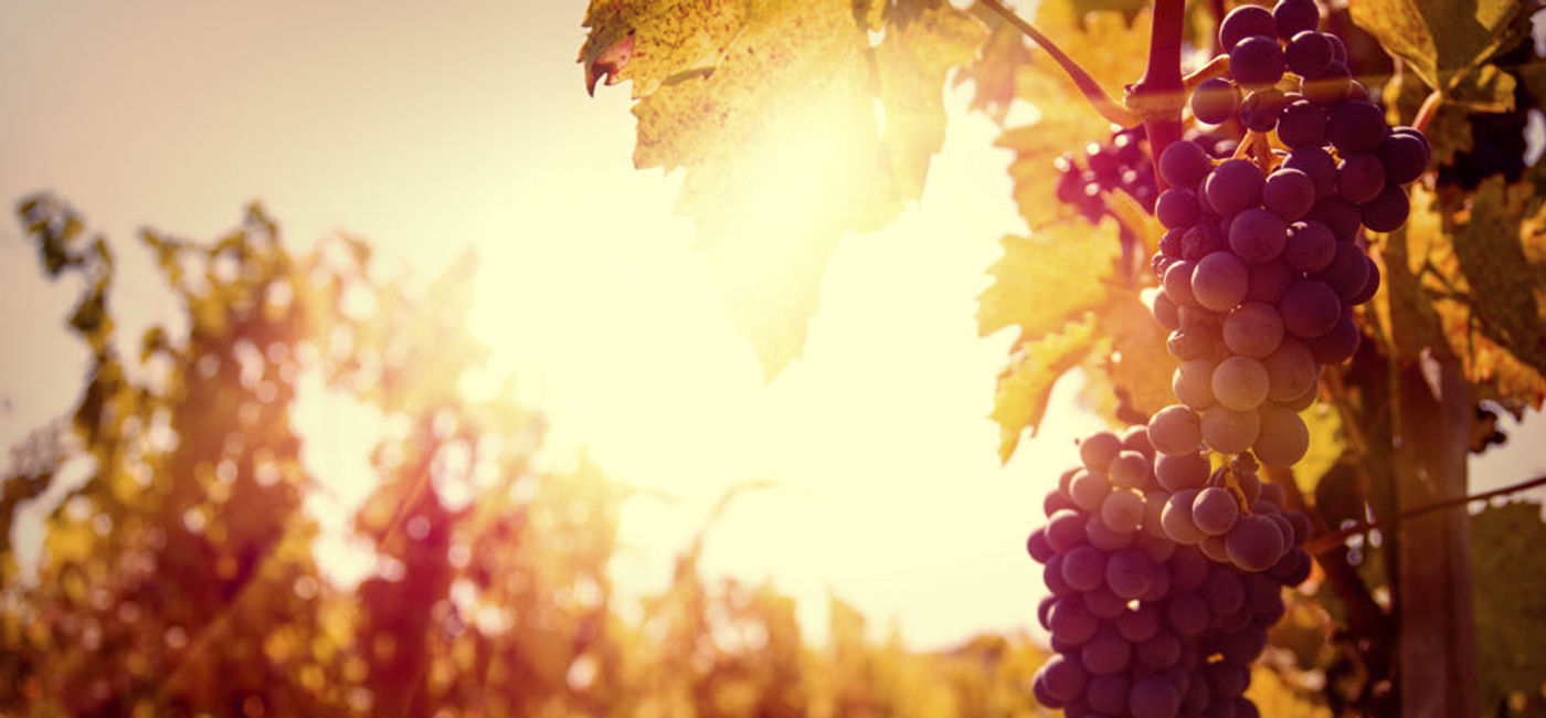 Image: PHOTO: A dreamy vineyard scene with grapes ready for harvest. (photo courtesy of Thinkstock)