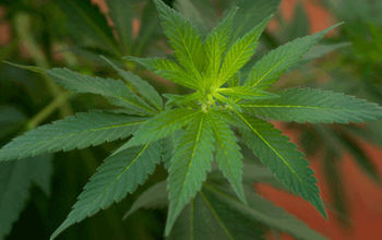Thinkstock_Reefer