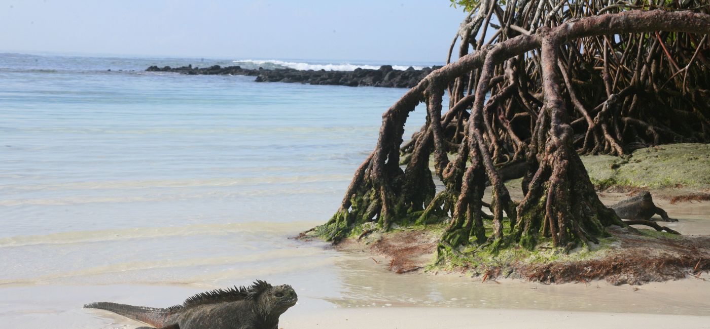 Image: PHOTO: An iguana in the Galapagos Islands. (photo by Codie Liermann) (travAlliancemedia, LLC)