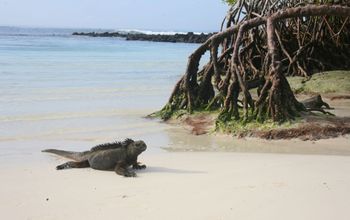 Iguana
