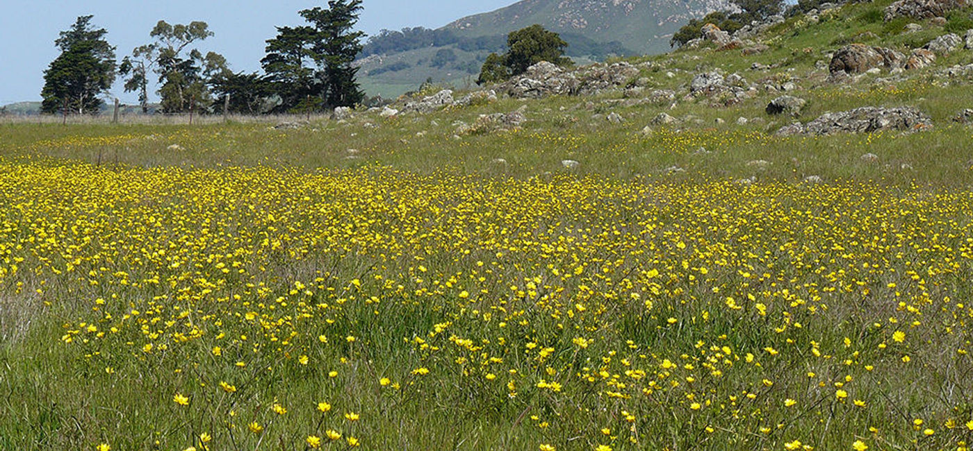 Image: PHOTO: San Luis Obispo, Calif. (Photo via Flickr/Joyce cory)