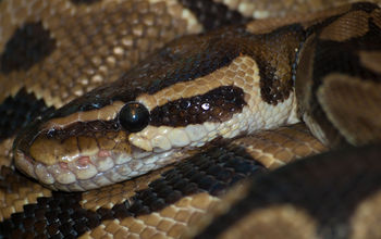 A Royal python at the Marwell Zoo