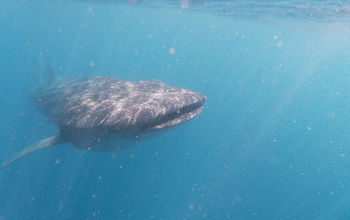 Whale shark