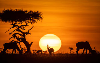 The dream African safari awaits in Kenya.