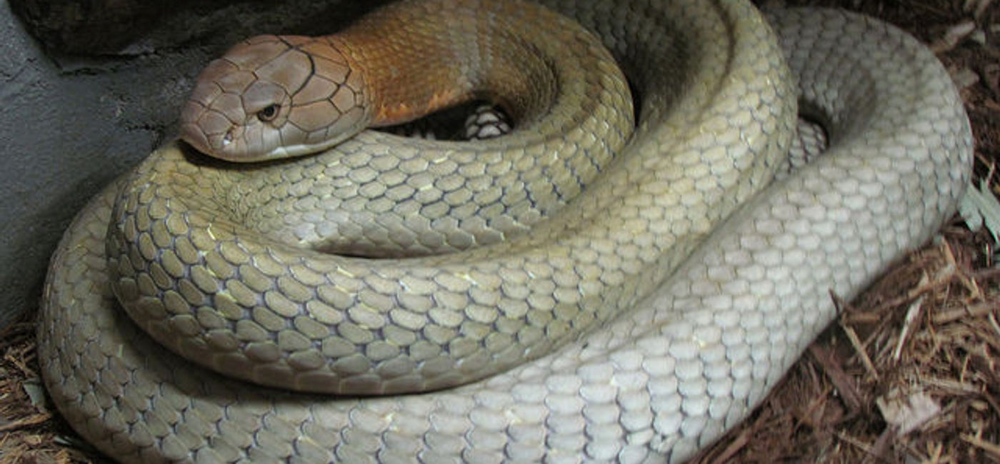 Image: PHOTO: A coiled king cobra snake. (photo via Flickr/stacieharmon1)
