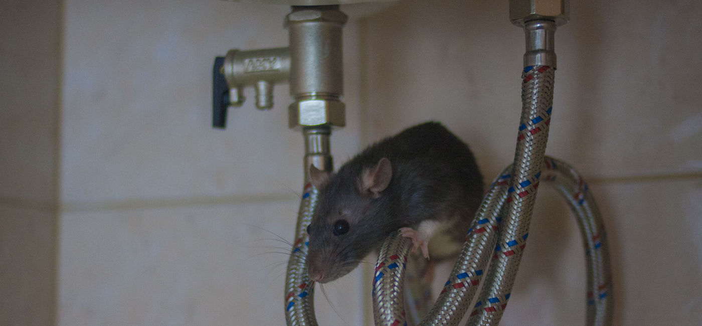 Image: PHOTO: Mouse under a sink. (photo via Kseniia Glazkova / iStock / Getty Images Plus)