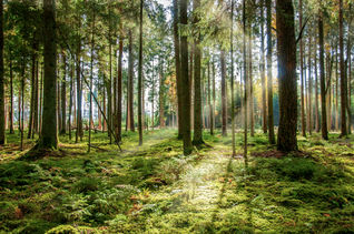 Black Forest, Germany, trees