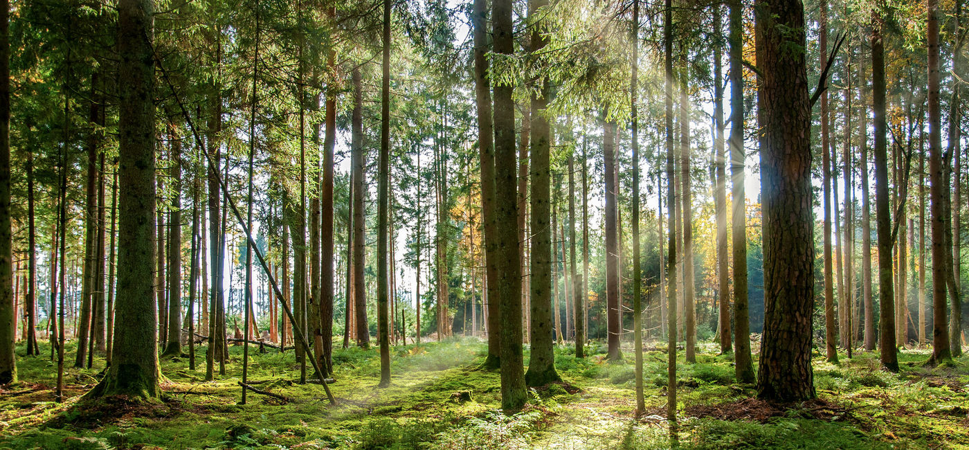 Image: The sun shines through the trees of the Black Forest in Germany. (photo via iStock / Getty Images Plus/ legna69)