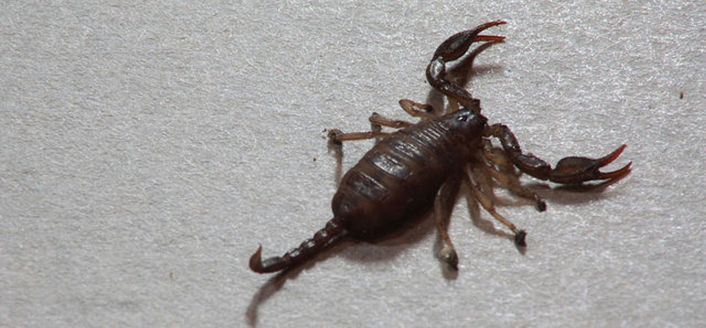 Image: PHOTO: Tiny scorpion. (photo via Flickr/Palliativo)