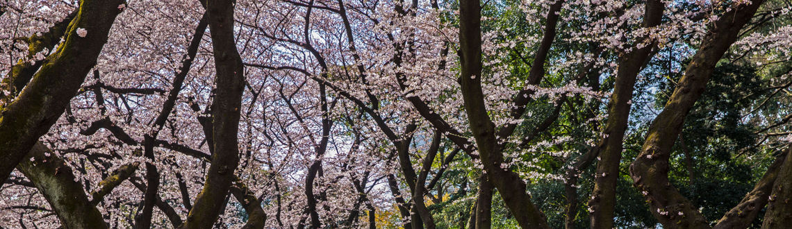 Tokyo, cherry trees, cherry blossoms, Yoyogi Park, G Adventures, japan