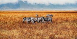 Zebra, Kenya, EF Go Ahead Tours, tours to Africa, safari