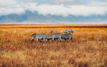 Zebra, Kenya, EF Go Ahead Tours, tours to Africa, safari