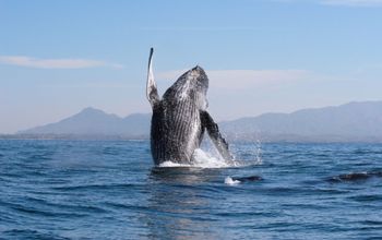 humpback whale, whale watching, Riviera Nayarit, whale