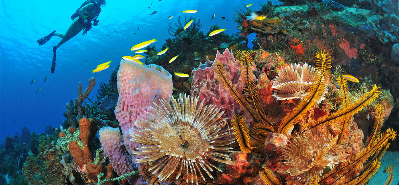 Image: Martinique Diving ? R.Pakiela (Photo Credit: Martinique Diving ? R.Pakiela)