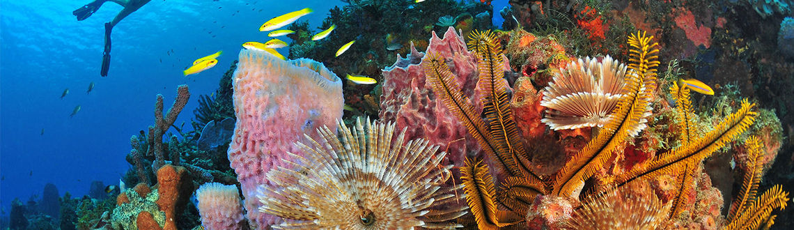 Martinique Diving © R.Pakiela Martinique Diving © R.Pakiela