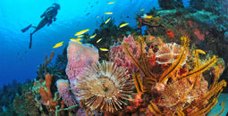 Martinique Diving © R.Pakiela